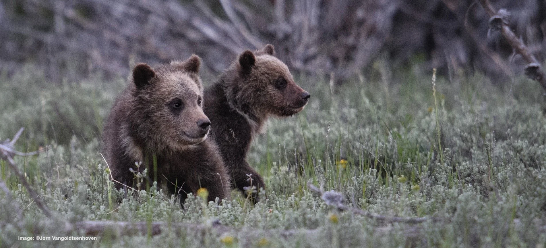 その他 Bears Porter – Grizzly Bear